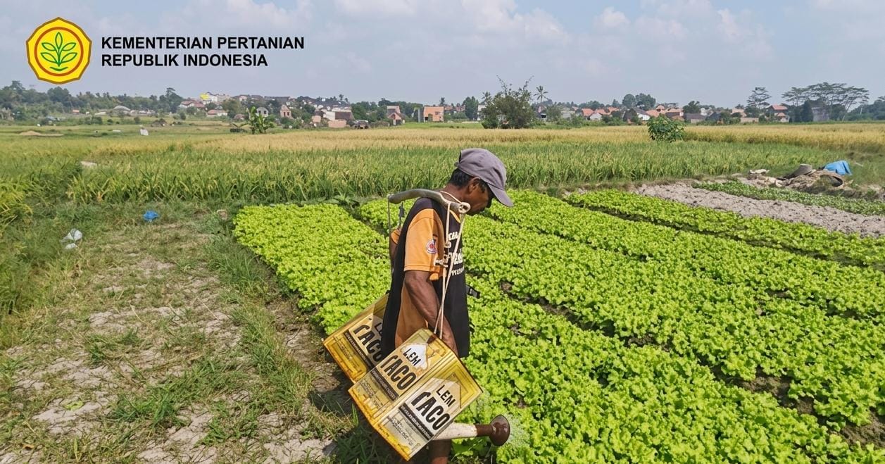 Petani Lampung Selatan Tinggalkan Padi, Kini Tanam Sawi-Pakcoy Saat Kemarau