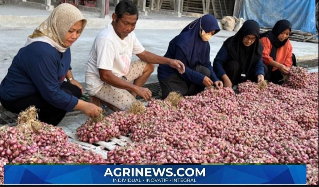 Harga Bawang Merah Nganjuk Rp15-18 Ribu/Kg, Petani Masih Untung tapi Margin Makin Tipis