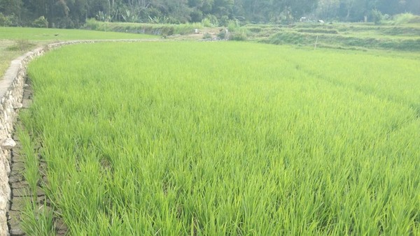 1.832 Hektare Sawah di Tana Toraja Kekeringan, Petani Terancam Gagal Panen