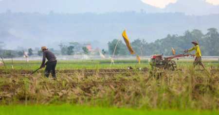 Harga Jagung dan Gandum Dunia Menguat, Apa Dampaknya bagi Petani dan Pangan Indonesia?