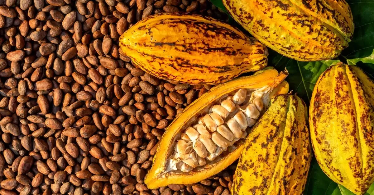 Atasi Hama dan Penyakit, Petani Kakao Desa Dolago Kenalkan 'Ramuan' Ampuh untuk Panen Melimpah