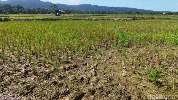 El Nino Hantam Sukabumi, 8.925 Hektare Sawah Terancam Puso