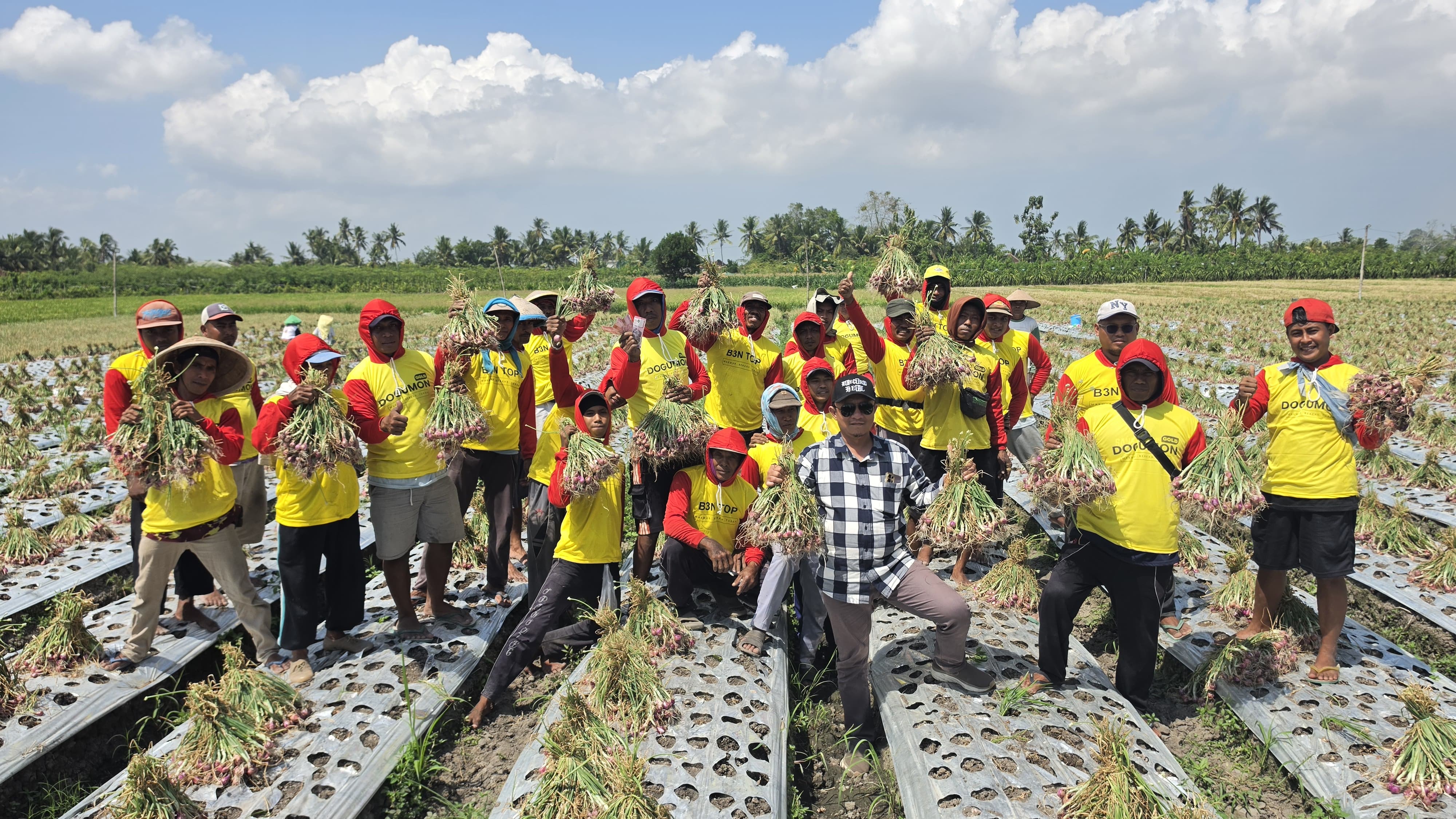 Panen Bersama Presiden Gondoruwo, Petani Dambuntung Banyuwangi Tunjukkan Hasil Bawang Merah