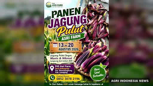 Panen Jagung Pulut Ungu, P4S Asri Farm Siap Jadi Destinasi Wisata Pertanian