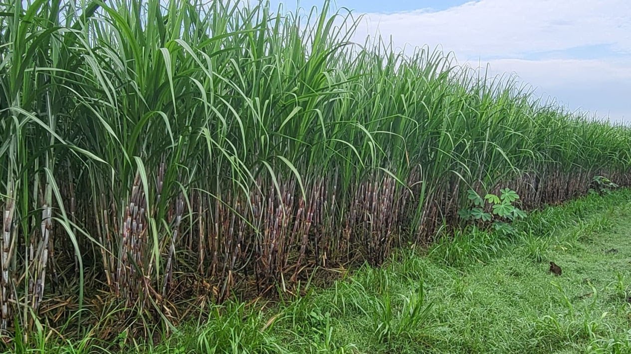 Pemerintah Wajibkan Industri Gula Punya Kebun Tebu Sendiri, Asosiasi Petani Buka Suara