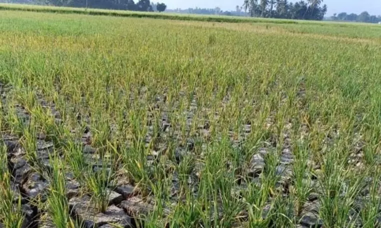 Kemarau Panjang Berdampak pada 800 Hektare Padi di Tanah Bumbu, 200 Hektare Terancam Gagal Panen