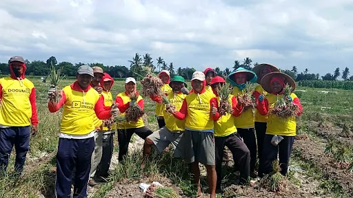Eksklusif: Pak Jemangin Panen Bawang Merah di Wonosobo, Padukan Ramuan Genderuwo dan Dogumon Gold