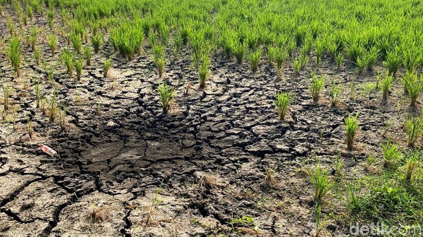 Sungai Cikeruh Mengering, Petani Bandung Hadapi Ancaman Gagal Panen
