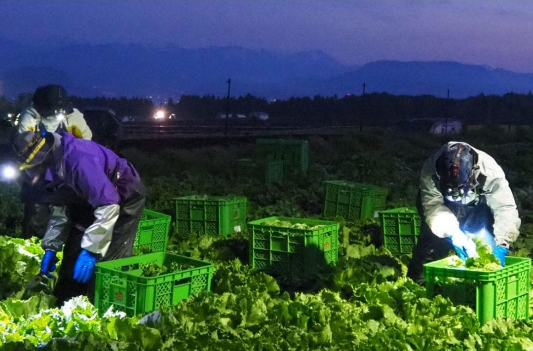Panas Ekstrem Mengubah Ritme Pertanian Jepang, Petani Beralih Bekerja pada Malam Hari