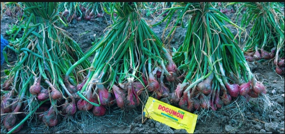 Petani Banyuwangi Edukasi Budidaya Bawang Merah Tajuk dengan Pupuk Organik Cair Dogumon
