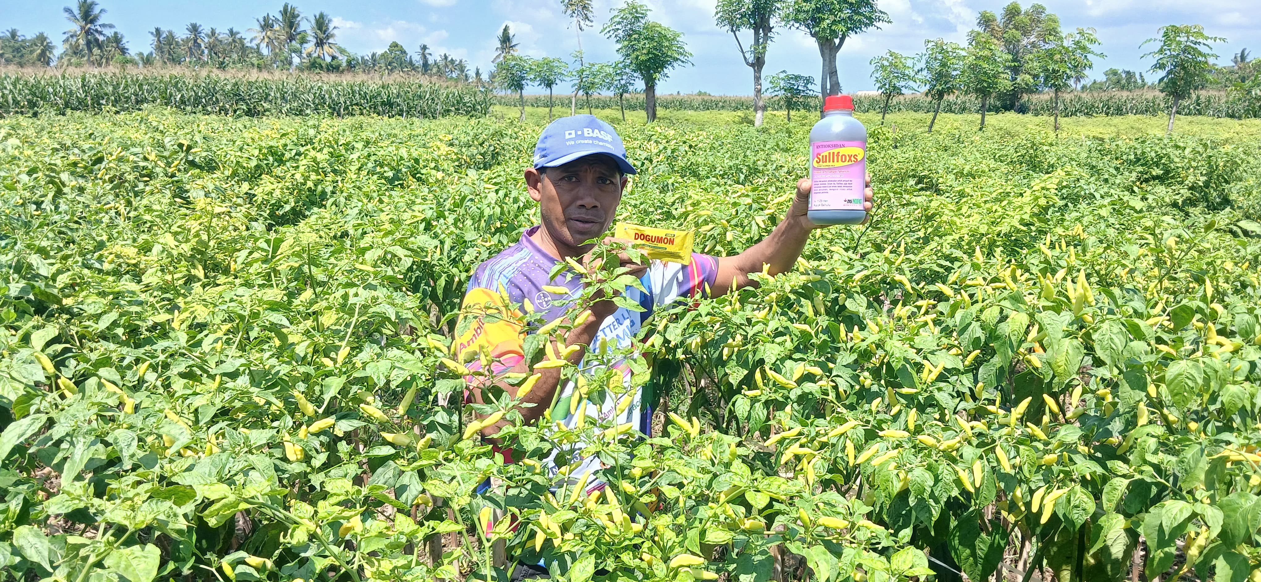 Cabai Bagorejo Bikin Petani Penasaran, Dogumon Jadi Perhatian