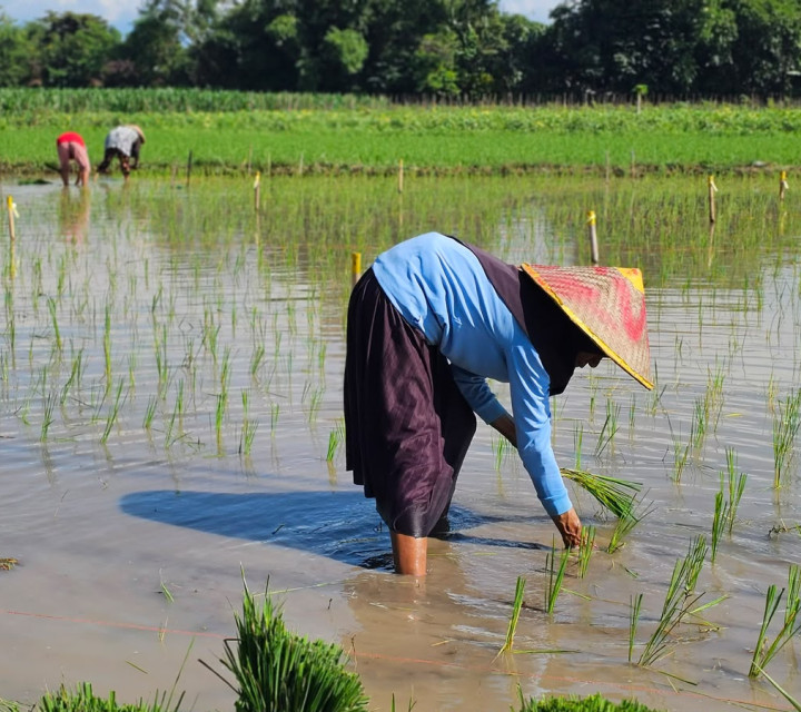 Kebijakan Berpihak kepada Petani Cetak Rekor NTP Tertinggi, Kesejahteraan Petani Terus Meningkat