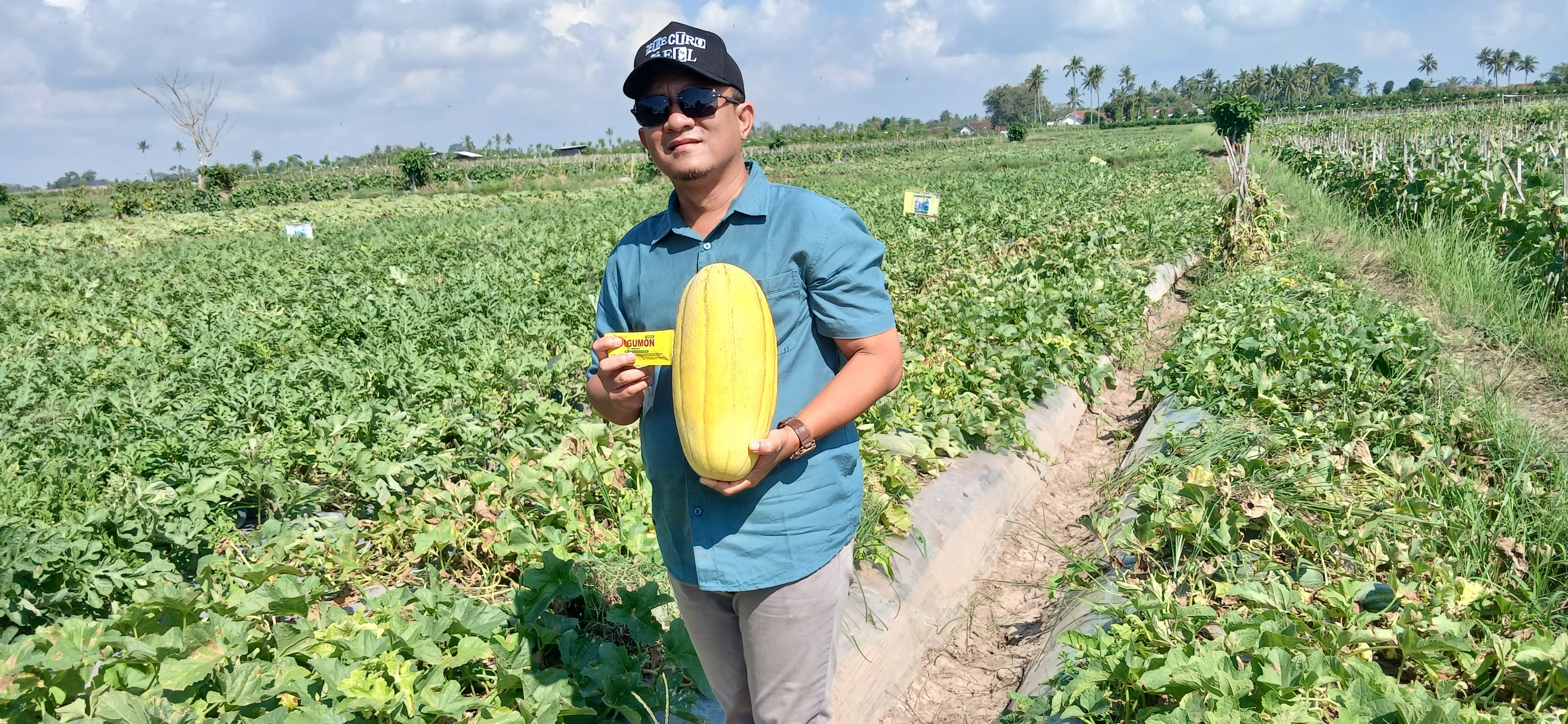 Timun Emas 4 Kg Milik Abah Nuri Curi Perhatian