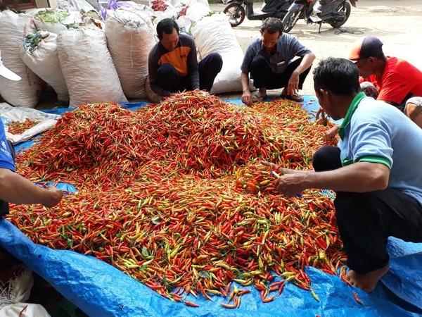 Harga Cabai Rawit di Probolinggo Tembus Rp60 Ribu, Pasokan Pasar Mulai Menipis