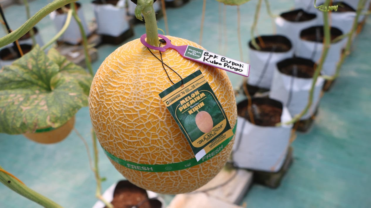 Panen Melon Merdeka Giripeni Perkuat Kemandirian Pangan dan Ekonomi Petani